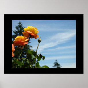 Rose Garden art prints Orange Roses Botanical