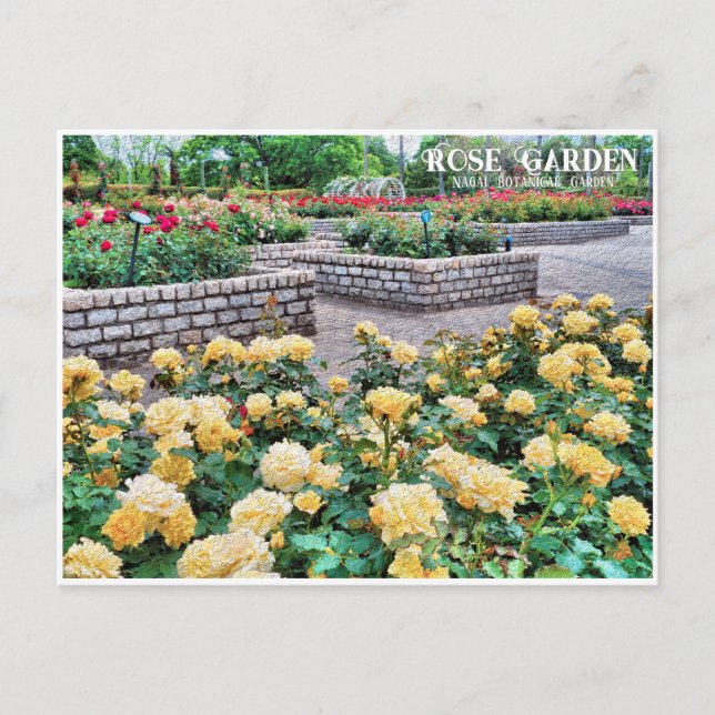 Rose Garden (Nagai Botanical Garden) Postcard (Front)