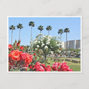 Rose Garden Postcard