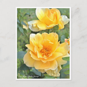 Rose Garden Postcard