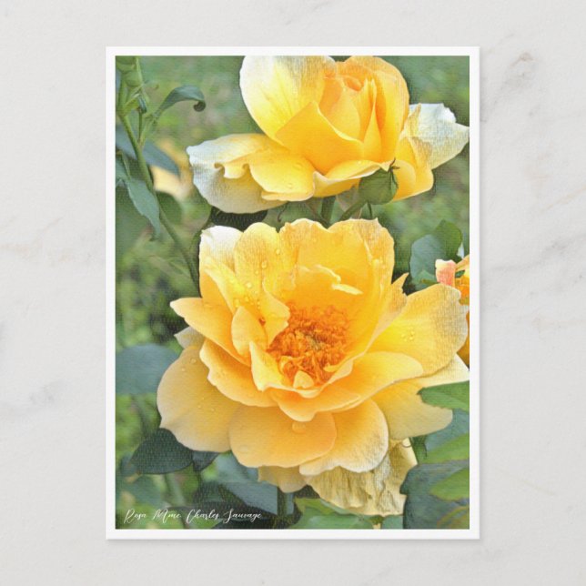 Rose Garden Postcard (Front)