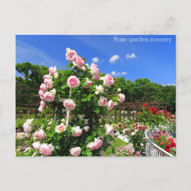 Rose garden scene: Postcard (Front)
