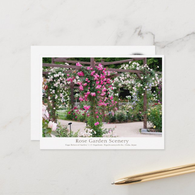 Rose Garden Scenery Postcard (Front/Back In Situ)