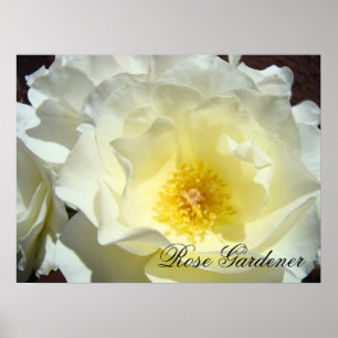 Rose Gardener Fine Art Prints gifts White Roses