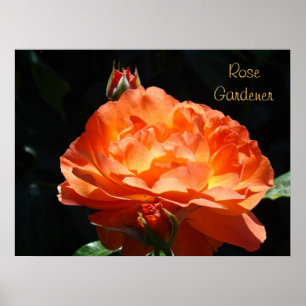 Rose Gardener Fine Art Pritns Orange Roses Poster