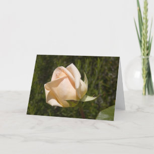 Rose greetings card blank