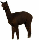 Rose Grey Alpaca Standing Photo Sculpture<br><div class="desc">A black alpaca is fashioned into a decorative photo sculpture</div>