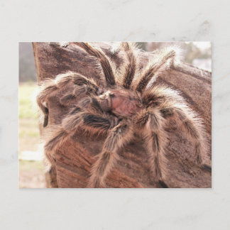 Rose Hair Tarantula Postcard
