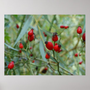Rose hip Autumn Phto Poster