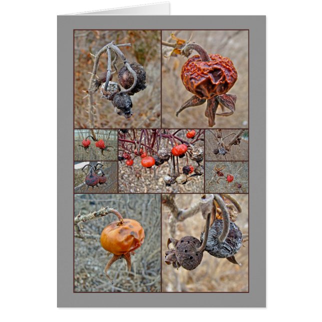 Rose Hip Collage (Front)