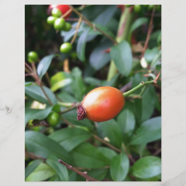 Rose hip ripen (Front)