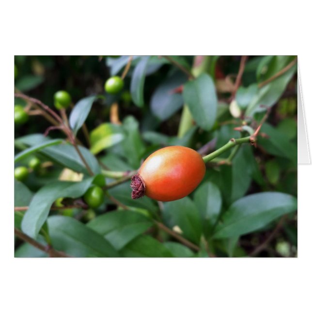 Rose hip ripen (Front Horizontal)