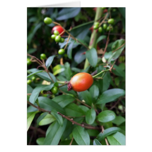 Rose hip ripen (Front)