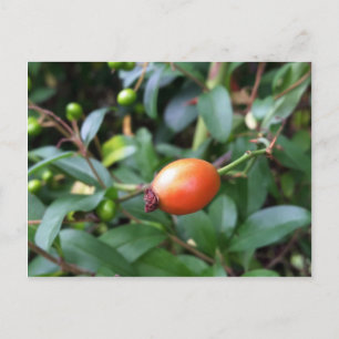 Rose hip ripen postcard