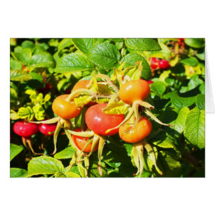 Rose hips, Jersey card