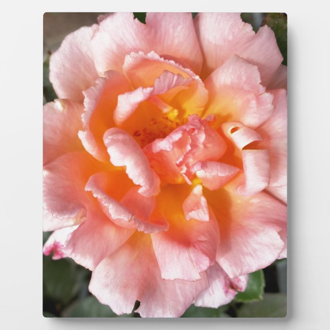 rose in autumn plaque (Front)
