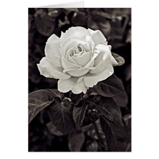 Rose in Black and White
