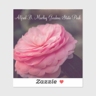 Rose in Bloom