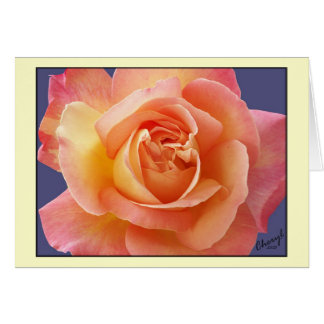 Rose in Bloom
