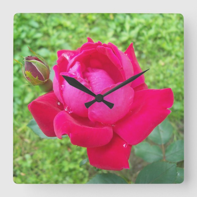 Rose in Bloom Square Wall Clock (Front)
