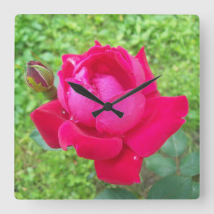 Rose in Bloom Square Wall Clock