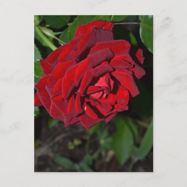 Rose in Deep Red Postcard (Front)