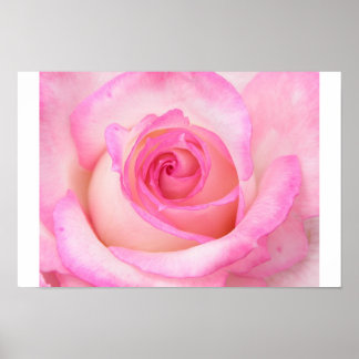 Rose in Macro View Poster