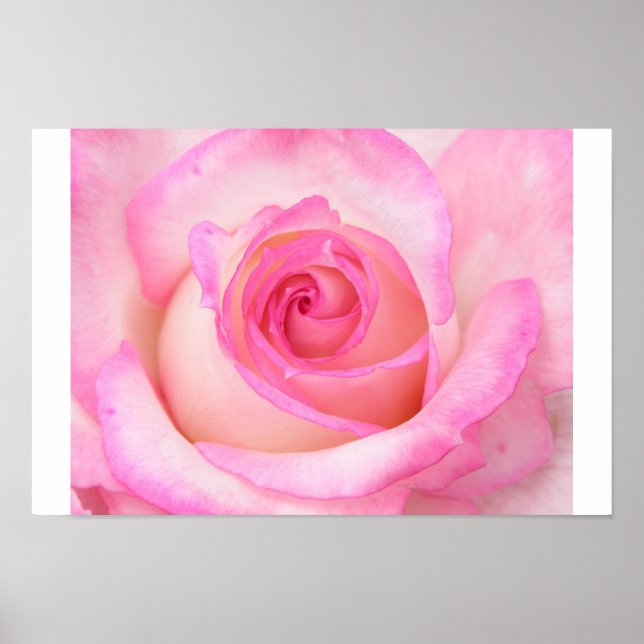 Rose in Macro View Poster (Front)