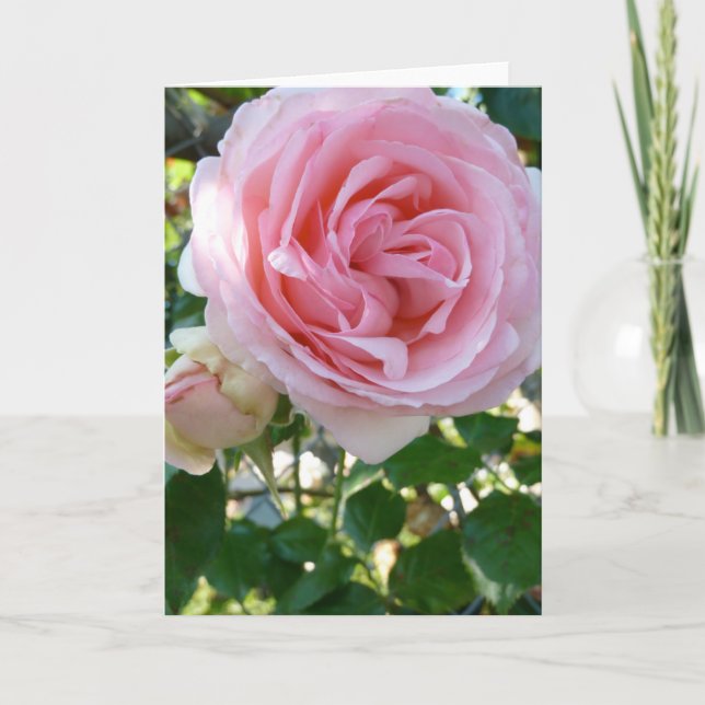 Rose in Pink Greeting Card (Front)