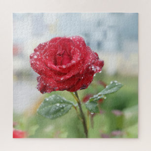 Rose in raindrops  jigsaw puzzle