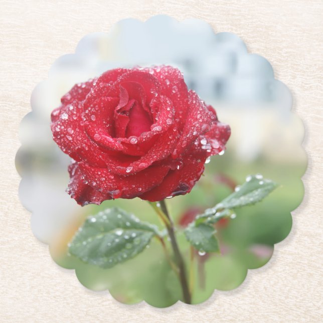 Rose in raindrops paper coaster (Front)