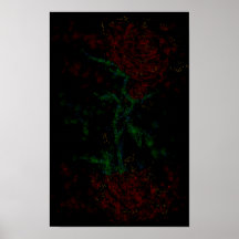 Rose in the dark