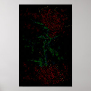 Rose in the dark poster