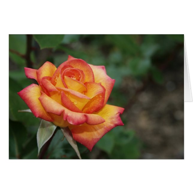 Rose in the Garden (Front Horizontal)