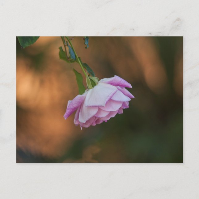 Rose in the morning postcard (Front)