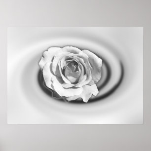 Rose in white poster