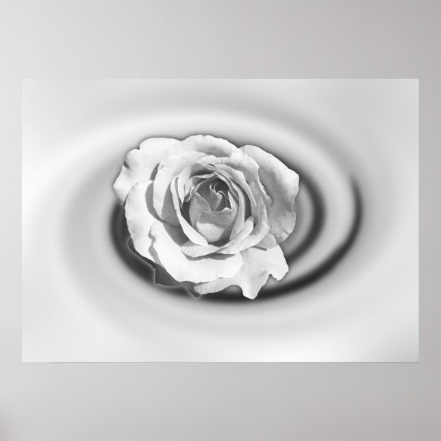 Rose in white poster (Front)