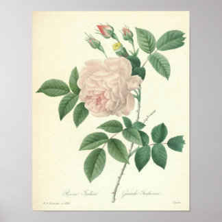 Rose Indica by Redoute Poster