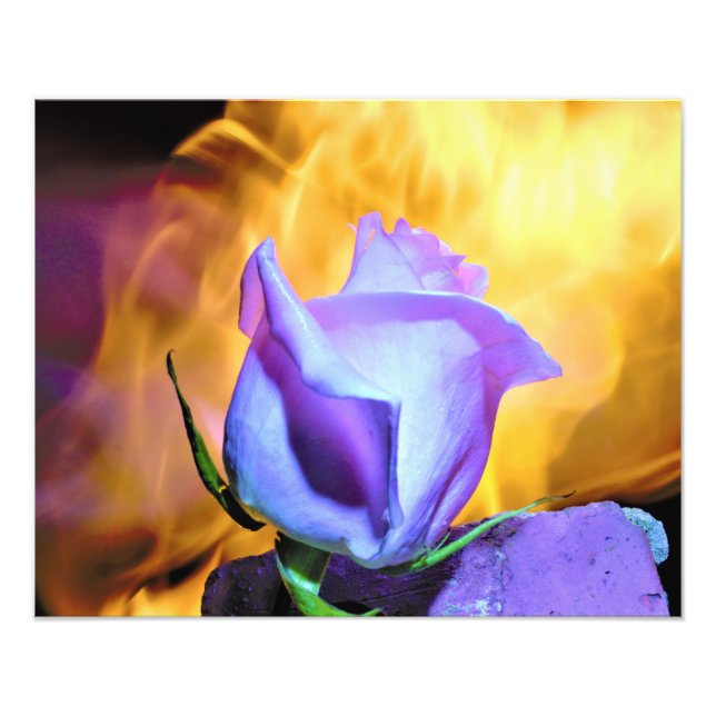 rose light of flames photo print (Front)