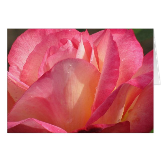 Rose Lotus (Front Horizontal)