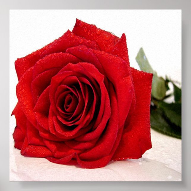 Rose Love Canvas Print (Front)