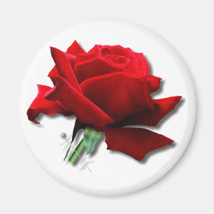 Rose Magnet