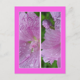 ROSE MALLOW BOOKMARKS POSTCARD