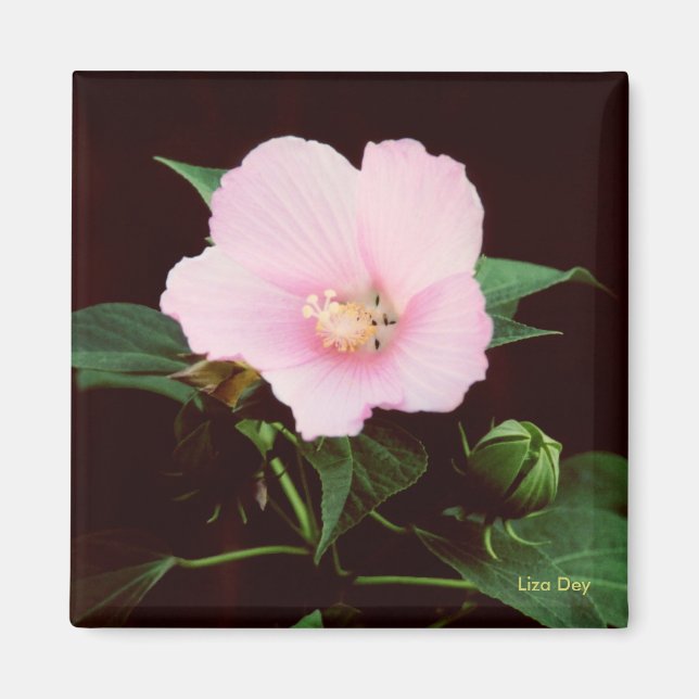 Rose Mallow Magnet (Front)