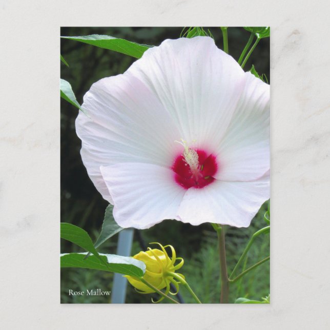 Rose Mallow [Postcard] Postcard (Front)