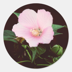 Rose Mallow Stickers