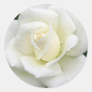 Rose Meanings Sticker