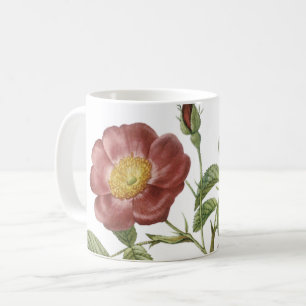 rose of love (Rosa pumila) by Redouté Coffee Mug