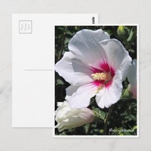 Rose of Sharon ポストカード Postcard