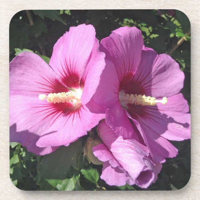 Rose of Sharon Coaster (Front)